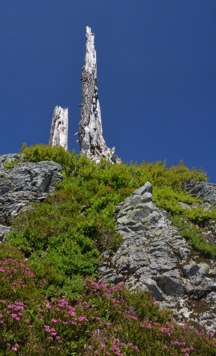 dead tree high on bluff 
